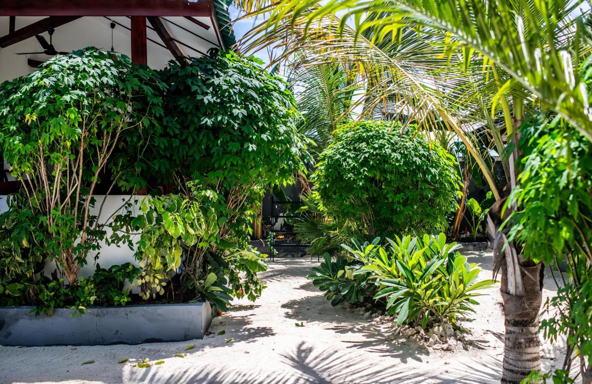 Baobab Bungalows Jambiani  Exterior photo