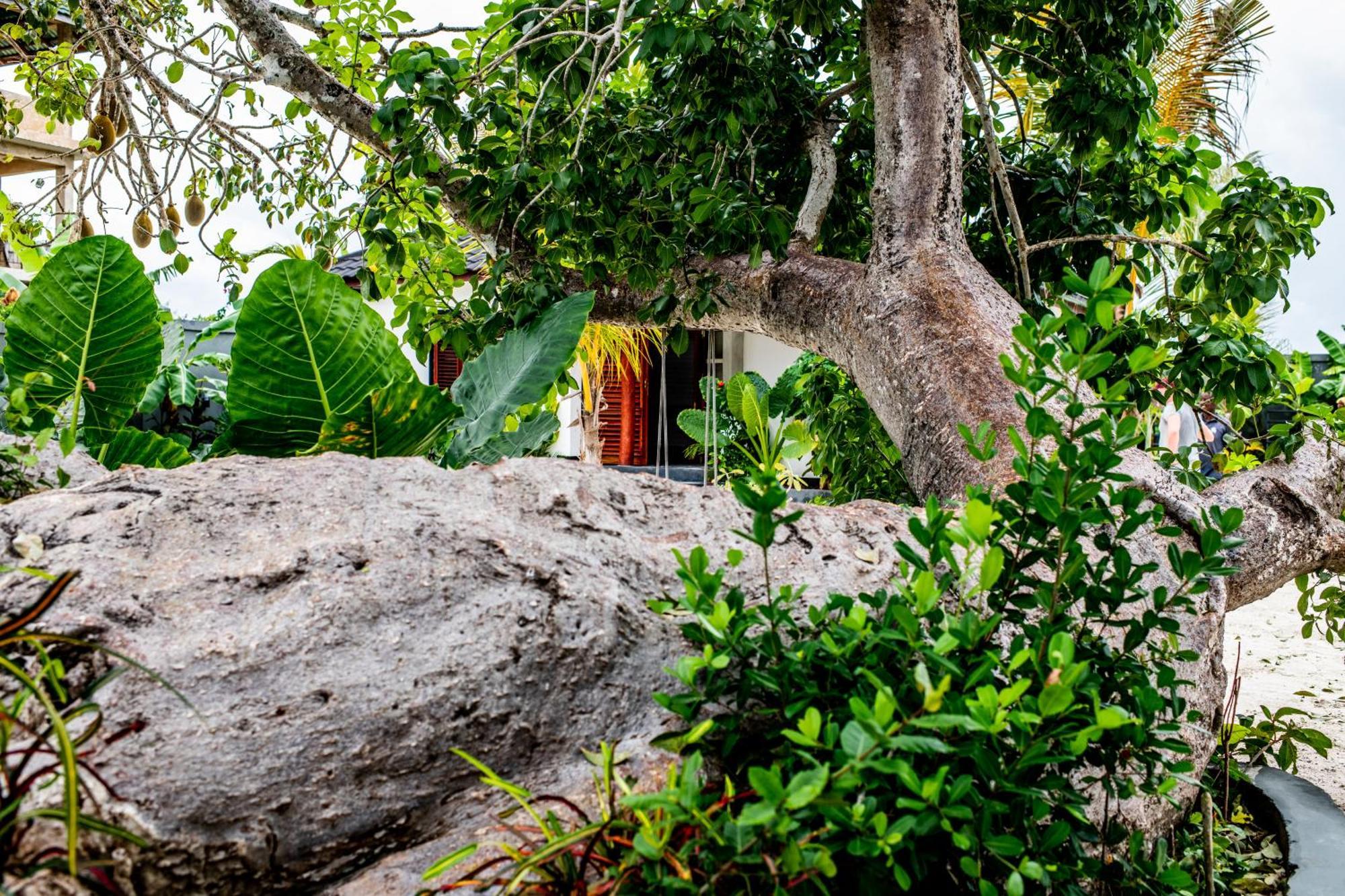 Baobab Bungalows Jambiani  Exterior photo