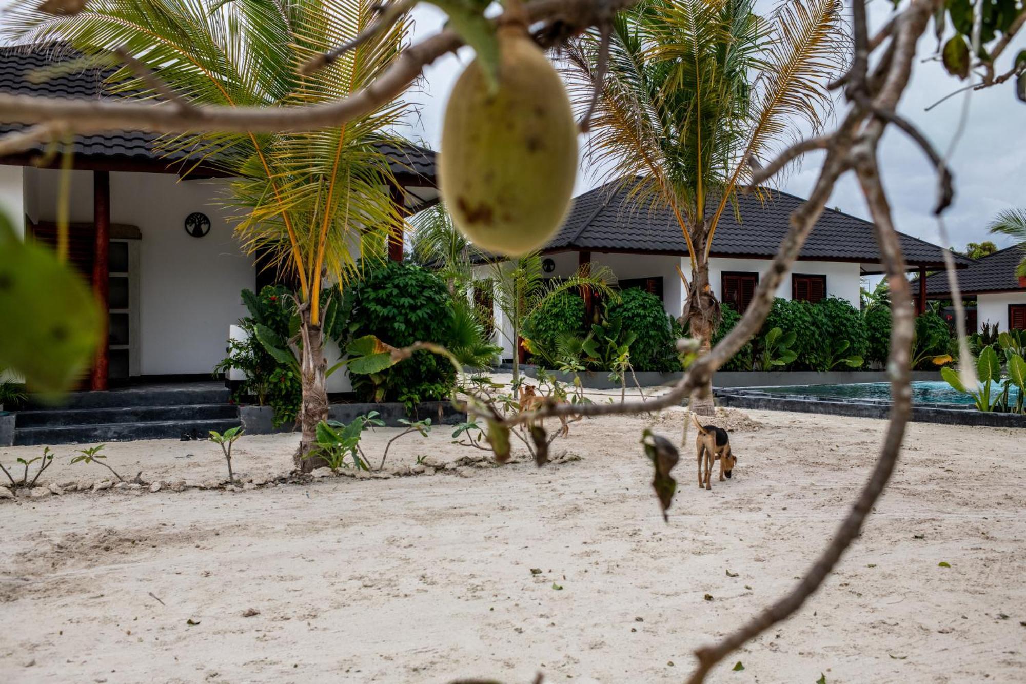 Baobab Bungalows Jambiani  Exterior photo